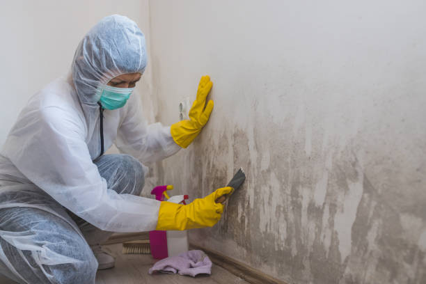 Environmental Consulting for Mold Prevention in Fairmount, NY