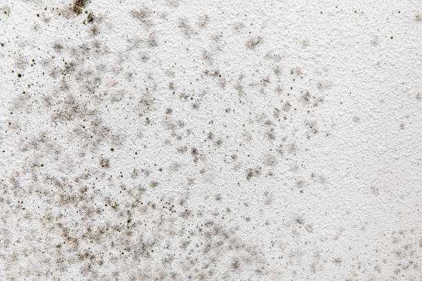 Mold Removal for HVAC Installations in Fairmount, NY